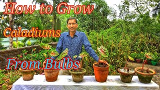 How to grow Caladiums or Angels Wings from its Bulbs or tubers [upl. by Fonville707]