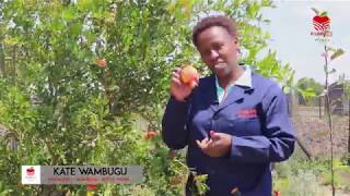 Wambugu Apples Documentary HD [upl. by Cele]