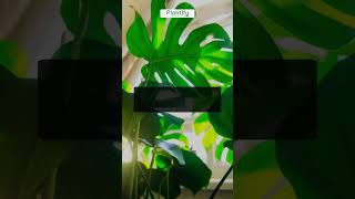 Take Care Of Your Plant plantcare gardeningtips gardening [upl. by Atnauqahs]