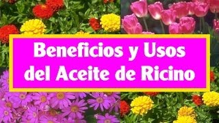 Propiedades y Beneficios Medicinales del Aceite de Ricino [upl. by Rivkah]