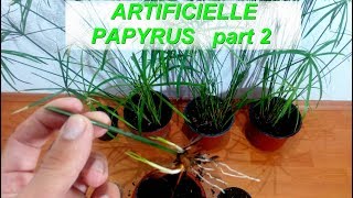 How to grow Artificielle Papyrus from single leaf  after 20 days [upl. by Suiluj441]