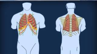 Anatomia  Cavità toracica [upl. by Gaston]