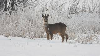 RÅDYR CAPREOLUS CAPREOLUS [upl. by Luca]