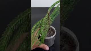 How to grow Christmas tree  pine tree from cuttings  Araucaria Plant Shorts [upl. by Occir817]