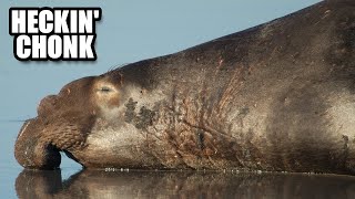 Elephant Seal Facts the LARGEST LIVING Seals 😮 Animal Fact Files [upl. by Dupin]