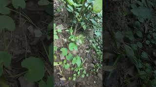 ଥାଲକୁଡ଼ି Centella asiatica plant educationalvideo medicinalplants ଗଛଙ୍କୁଚିହ୍ନିବା ଔଷଧୀୟଉଦ୍ଭିଦ [upl. by Akinwahs584]