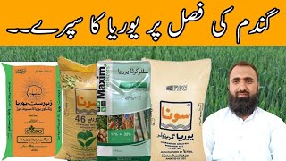 How to use Urea fertilizer as foliar spray on Wheat crop Bilal Kanju Official [upl. by Korrie421]