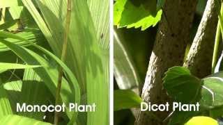 Monocot and Dicot Plants  MeitY OLabs [upl. by Noirb]