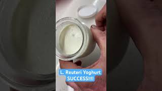 l Reuteri yoghurt right consistency no separation of whey [upl. by Ainegul]