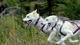 Cinematic Dog Racing 12 Seeley Lake Dryland Showdown 2024 [upl. by Cenac]