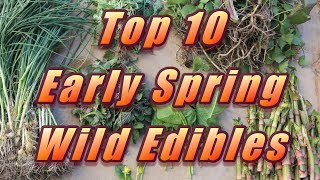 🌿 My Top 10 Early Spring Wild Edibles [upl. by Ibbetson]