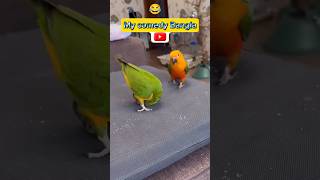 What exercise did the parrot show me to get foodfunny video funny comedy  parrot ambulation [upl. by Lezti]