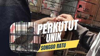 perkutut songgo ratu perkutut jambul ada di pasar burung [upl. by Nnylkcaj]