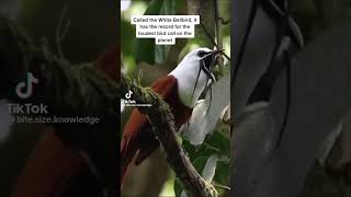 The worlds loudest birdwhite Bellbird [upl. by Adekan]