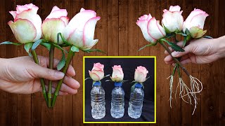 Just Put Roses In Water Roses Root And Sprout Like Crazy In Just 1 Day [upl. by Socha]