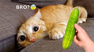 Funniest Animals 2023 😂😂 New Funny Cats and Dogs 😻🐶 Part 8 [upl. by Jannelle]