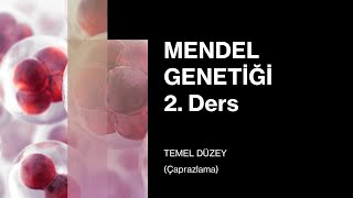 Mendel Genetiği  2 Ders TEMEL DÜZEY [upl. by Dnarud]