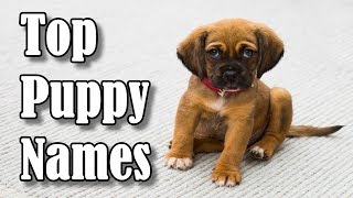 Top 10 Most Popular Dog amp Puppy Names in 2019 For Boys amp Girls [upl. by Condon]