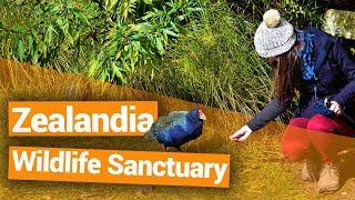 🐦 Zealandia Wildlife Sanctuary in Wellington  New Zealands Biggest Gap Year [upl. by Greenlee]