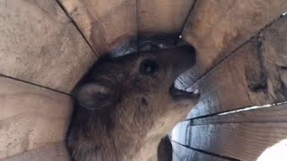 EXELLENT FUNNY HYRAXES Hyrax screeming MAMA [upl. by Venuti]