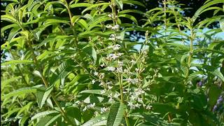 Para que Sirve la Hierba Luisa o cedrón Propiedades Medicinales Lippia triphylla [upl. by Devaney]