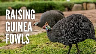 Raising Guinea Fowls Everything You Should Know [upl. by Airod]