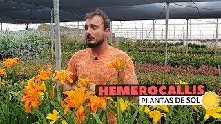 Hemerocallis  Impacto no jardim [upl. by Aztin756]