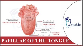 Papillae on tongue  Tongue papillae  Taste buds on tongue  Dental histology  Human Anatomy [upl. by Halbeib292]