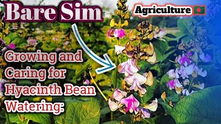 Growing and Caring for Hyacinth Bean [upl. by Hsirk]