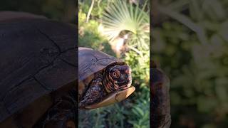 Turtle I have met before and will meet again turtle hiking nature cabin magic tarot kiki [upl. by Neruat]