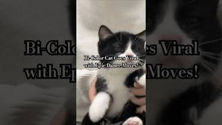 BiColor Cat Goes Viral with Epic Dance Moves shorts cutecat cute pets [upl. by Keynes]