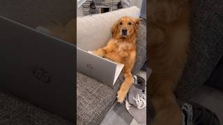 My dog embarrassed me dog goldenretriever [upl. by Dunham]