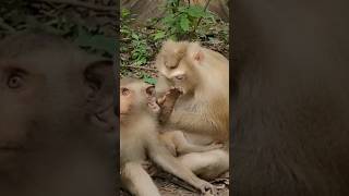 monkey animalphotos [upl. by Arekat]