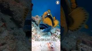 Triggerfish 🐠 The Aggressive Ocean Predators [upl. by Adriana]