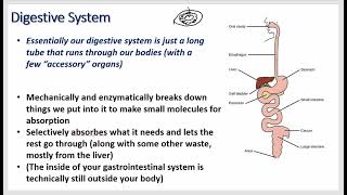 Gastrointestinal Physiology  Neuro Control Stomach Parietal Small Intestine Cholecystokinin [upl. by Odnam575]