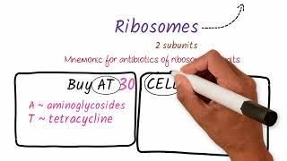 Mnemonics on Drugs acting on Ribosomal Subunits  Medical Mnemonics Pharmacology [upl. by Shane]