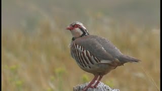 Perdrix rouge  chant  Redlegged Partrige  Rothuhn   Alectoris rufa [upl. by Iilek]