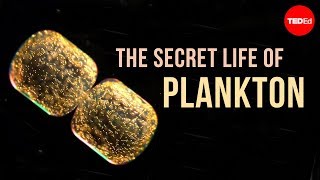 The Secret Life of Plankton [upl. by Fan136]