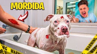 PRIMEIRO BANHO DO MEU PITBULL ALBINO e ele QUASE MORDEU TODO MUNDO [upl. by Tarr]