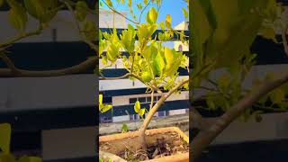 🌱 lemon tree is planted on the roof 🌱trendingvideo viralshorts Lovelycookandvlogs [upl. by Novahs]