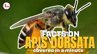 Apis Dorsata the Largest Honeybee Species in the world  Apis Dorsata in 1 Minute  AnimalSnapz [upl. by Etnom]