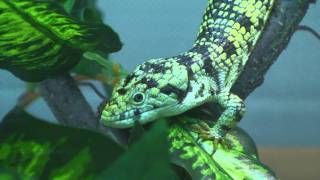 Abronia taeniata male [upl. by Tnecnev641]