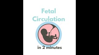 Fetal circulation in 2 mins [upl. by Aynotan77]