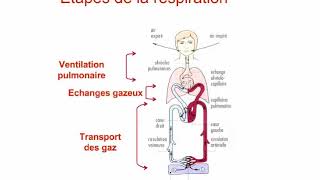 Introduction à la physiologie respiratoire [upl. by Nosirrah]