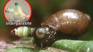 Parasitic entity that turns snails into zombies Leucochloridium paradoxum [upl. by Caravette]