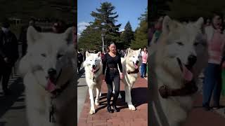 My Direwolves love the Seawall 🐺🥰🐺 direwolves wolf wolves pets pet dogs dog fyp foryou [upl. by Lahcar]