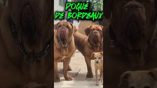 DOGUE DE BORDEAUX [upl. by Irving]