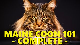 Maine Coon Cat 101  Complete Guide Before Getting One [upl. by Adnerol]