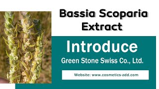 Bassia Scoparia Extract [upl. by Chenay]