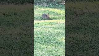 🐰 Because nibbles are good 😌 🌱 nibbler hare nighttimesnack [upl. by Canter]